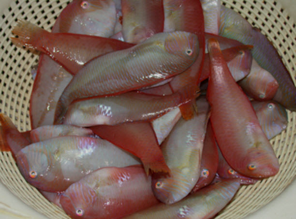 Xyrichtys novacula_005